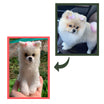 Preview & Unlimited Edit for your PETS (RECOMMEND)