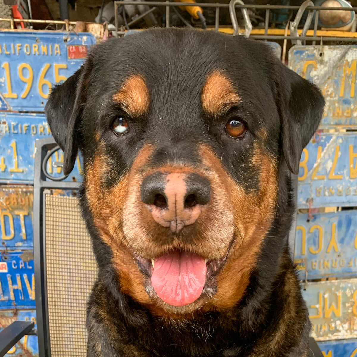 A customer's own photo of their Rottweiler